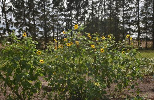 Wohnung in Alt Bukow mit Garten - Foto 67