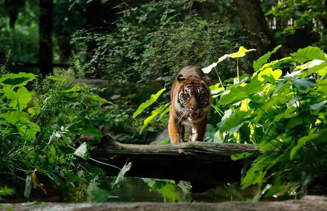 Dallas CityPASS® - Foto 4