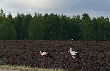 Mazurska Stodoła Na Półwyspie Pilchowskim - Foto 13