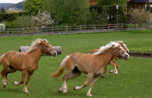 Residence Tolderhof - Olang - Foto 20