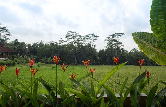 Alosta Luxury Private Villa - Foto 37