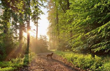 Steewer Landhaus gemütliche Ferienwohnung bis 6 Pers in ruhiger Ortsrandlage - Foto 36