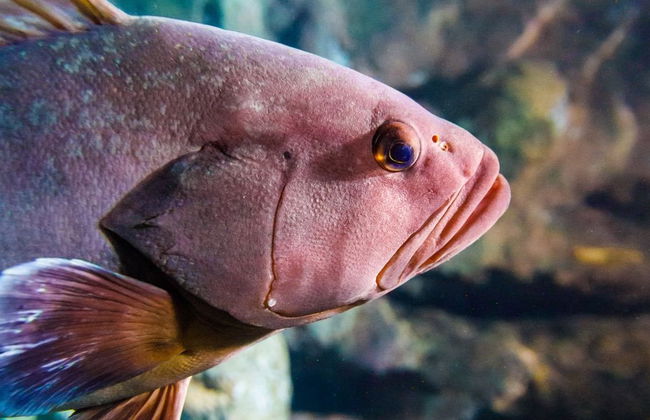 Acquario Costa d'Almería - Foto 7