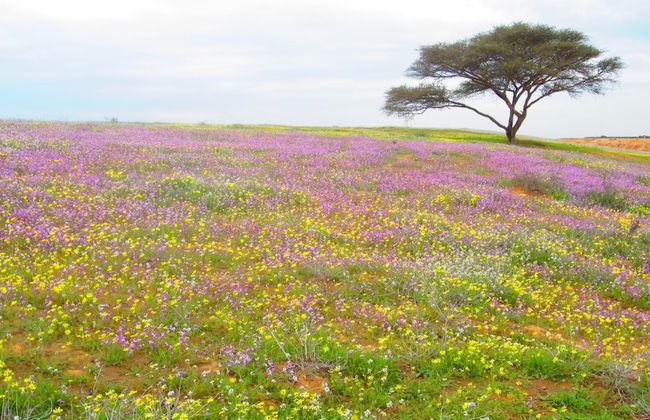 Hadass Desert Inn - Foto 36