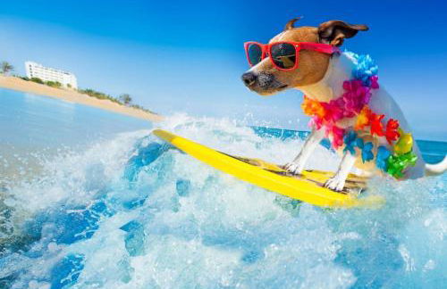 Shark Shack large house minutes to the beach - Photo 30