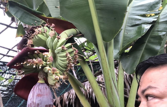 Bau Bi Mini Farmstay Mekong - Tien Giang - Foto 43