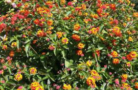 Il Melicucco - Foto 13