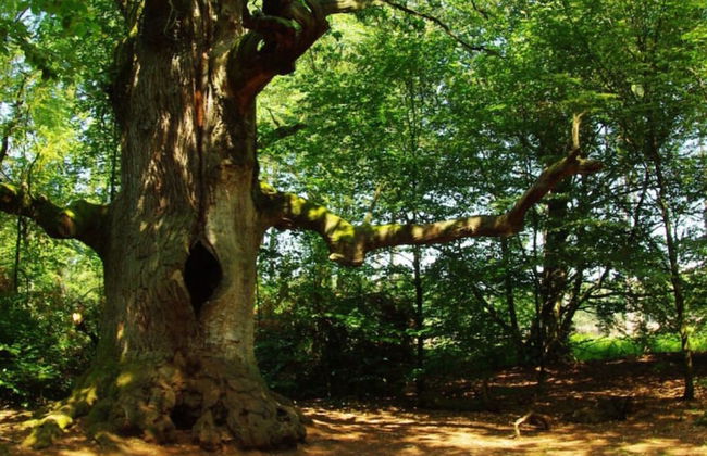 Fantastic Apartment in Reinhardshagen - Foto 12