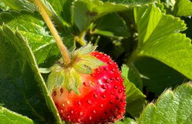 Holiday home Iva with pool - Foto 11