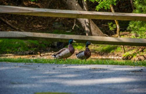 Lakin' it Easy! - Powder Horn Mountain - Foto 37