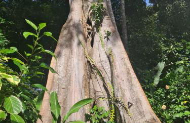 Pousada Boutique Sitio das Jaqueiras-Vista Rio Mar - Foto 42