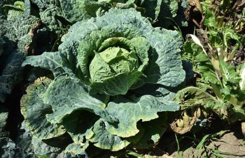 Agriturismo Il Colle - Foto 158