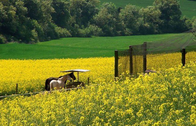 Cal Carulla - Foto 64