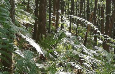 Haus Pfaffenfels - Foto 16