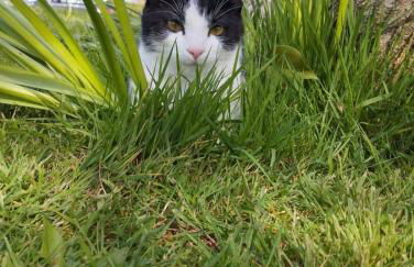 Gite Au Pré du Mont st michel - Foto 46