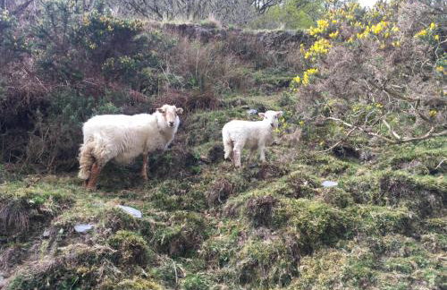 Beautiful Aberdovey Seafront Apartment 2 - Foto 20