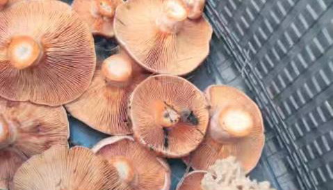 Żurawisko - Domki wśród natury - Foto 4