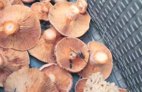 Żurawisko - Domki wśród natury - Foto 4