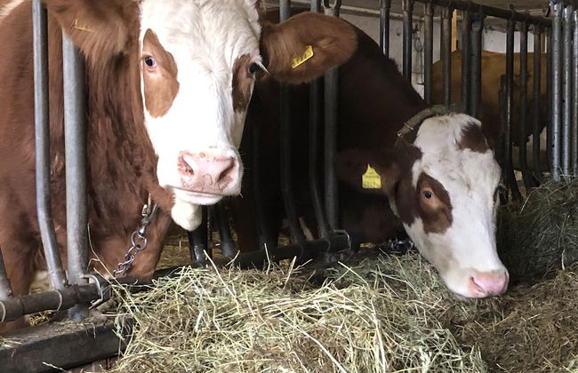 Appartement Grünfelder - Foto 30