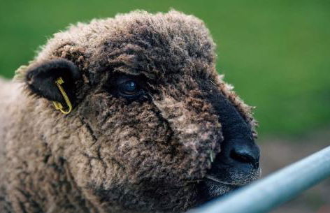 Willow Cottage - Foto 24