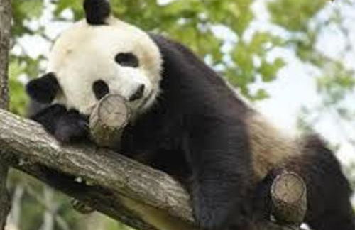 Maison de vacances avec grande piscine et tennis, proche du Zoo de Beauval et des Châteaux de la Loire - FR-1-591-47 - Foto 5