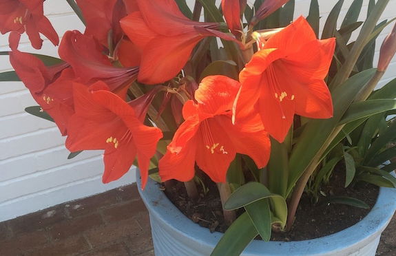 2 Bedroom Executive & Holiday Suburban Home - Foto 26