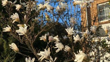 Apartament MARIA z ogródkiem i parkingiem - Foto 3, Garden, Garden view