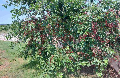 Apartments Bakša - Photo 17