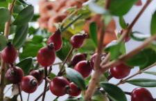 Casa La Rocita - Foto 74