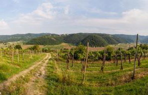 Fattoria Le Vegre - Foto 33