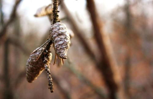 Lakefront Cottage Rental with Game Room near Ruth Lake, Minnesota - Photo 26