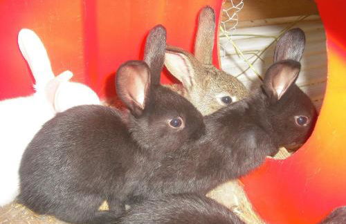 Agriturismo Biologico Villa Rosa - Photo 67