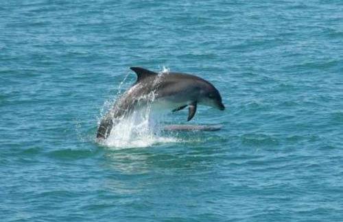 Ddol Cottage Traditional Coastal cottage nr Llangrannog & New Quay with Donkeys - Photo 25