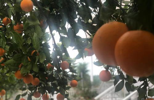 Lemon tree's house - Foto 44