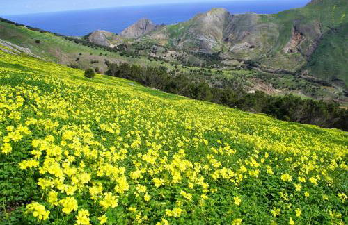 Porto Santo - Pedras Pretas Beach House - Foto 19