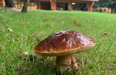 SASKI ZAKĄTEK, WAKACJE W BAJKOWYM DOMKU!!! MAZURY, SAUNA, JEZiORO, POMOST, - Foto 43