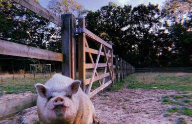 The Stables - 2 bed with large garden and hot tub. - Foto 45