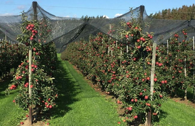 Holiday Apartment Feel-good Time - Photo 24