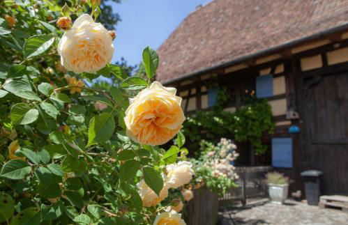Historischer Vogtshof: eingezäunt | sonniger Garten | Kamin | Denkmalschutz - Foto 59