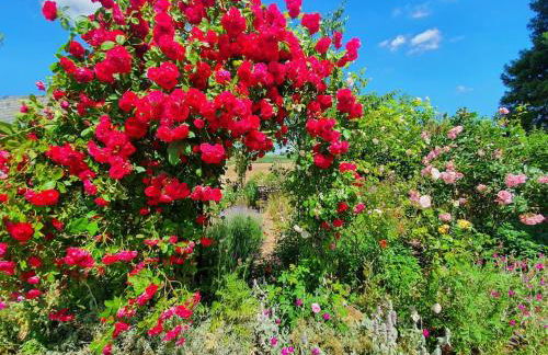 Helle Ferienwohnung - Südeifel - Foto 12