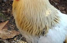 Incantevole Villa Margherita x6 ad Aurisina - Foto 25