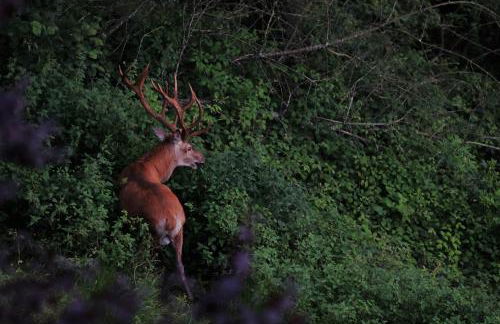 Rursee-Panorama - Photo 19