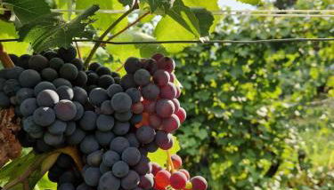 Beautiful private house among the Moscato vineyards - Foto 3