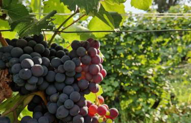 Beautiful private house among the Moscato vineyards - Foto 3