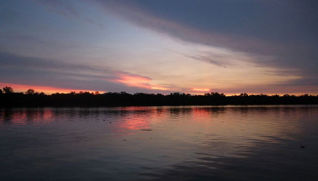 Le ballet des lucioles autour Kuala Selangor - Photo 2