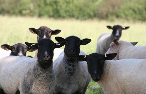 Modern Barn Conversion - Photo 41