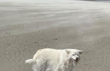 Stella Mare charmante maison proche du Touquet - Foto 6