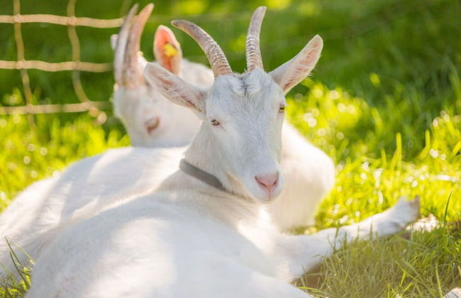 Holiday Apartment Sunrise - Foto 8