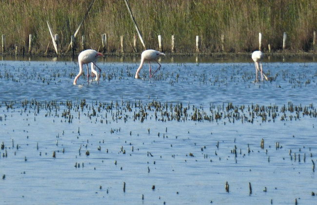 Single Storey Holiday Home With Swimming Pool - Foto 20