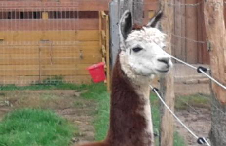 Alpaka-Ranczo AFF - Foto 70